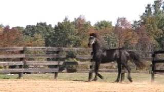 Witteveen Friesians presents Michiel 442 [upl. by Chambers]