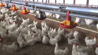 South Georgia Farm Produces Eggs For Poultry Industry [upl. by Igenia]