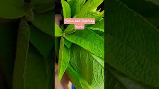 guavaleaves sambong herbal beneficial goodforyourbody [upl. by Bogey753]