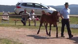 Fohlenschau Sankt Märgen 06082015  Ring 1  HNZ Rotenberg [upl. by Shaun]