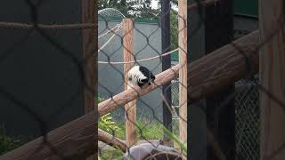 Colobus Monkey at the Baton Rouge Zoo [upl. by Archangel793]