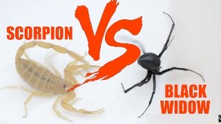 Black Widow vs Scorpion [upl. by Eizzik344]