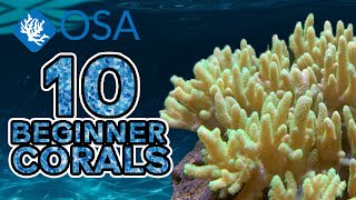 Leather Corals  10 Beginner Corals [upl. by Robbert]