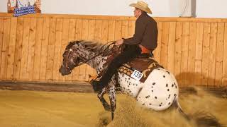 Topsail Viper Appaloosa reining stallion [upl. by Hcra]