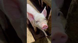 Piglet Inside a Pen on a Farm in the Philippines animals shorts trending [upl. by Mudenihc]