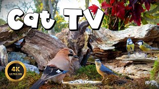 Cat TV for Cats to Watch 🐈  JAY ON FEEDER 🐦‍⬛ 4K [upl. by Annahsed]