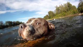 blue nose pitbull swimming [upl. by Bettencourt]