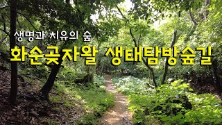 화순곶자왈 생태탐방숲 생명과 치유의 숲 곶자왈 Hwasun Gotjawa Ecological Forest Trail [upl. by Fast]