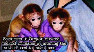 Worlds First MixedEmbryo Monkeys have been Born in the US [upl. by Lareine]