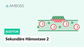 Sekundäre Hämostase  Teil 2  Zellbasierte Gerinnung  AMBOSS Auditor [upl. by Wilber9]