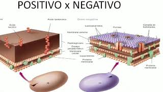 Aula 03 Microbiologia  Bactérias 2 [upl. by Aynas251]