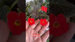 episcia menekşe plants cicek garden bitki menekşebakımı çiçek cicekbakimi plantlover [upl. by Thomson]