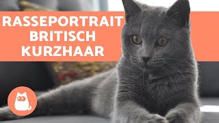 Britisch Kurzhaar  CHARAKTER und PFLEGE [upl. by Ihtac795]