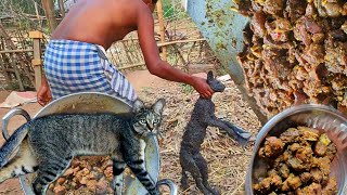 wildcat secret recipe curry🐈‍⬛ cat meat recipe 😱😱 eating with rice🌾 [upl. by Amati801]