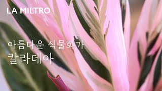 잎속에 잎을 그려요  아름다운 칼라데아의 세계 [upl. by Neyrb]