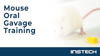 Mouse Oral Gavage Training [upl. by Prebo]