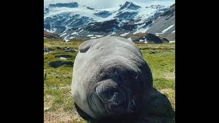 Elephant Seal Sneezes [upl. by Forest]