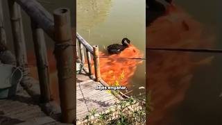 ¿Por Qué Estos Peces Siguen A Este Cisne Negro [upl. by Euqinaj]