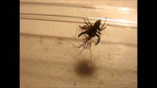 House Centipede vs Spider [upl. by Alyacim]