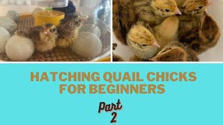 Hatching Quail Chicks for Beginners Part 2  Lockdown Brooder SetUp and Hatching [upl. by Nekcarb]