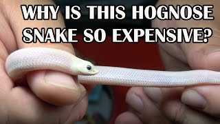 SECRET TO BREEDING HOGNOSE SNAKES [upl. by Annayt178]