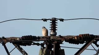 Myszołów zwyczajny Pustułki i sarny Common Buzzards Kestrels and roe deer [upl. by Augusto]