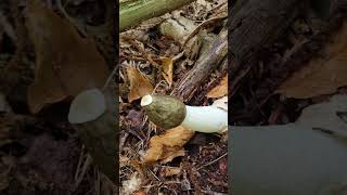 The Perfect Stinkhorn [upl. by Acassej]