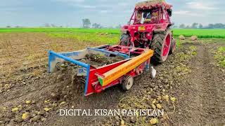 Potato Harwesting with Belarus Tractor [upl. by Eseyt]