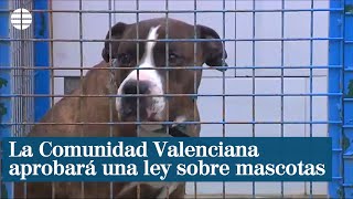 La Comunidad Valenciana aprobará la ley más moderna sobre mascotas [upl. by Halyak]