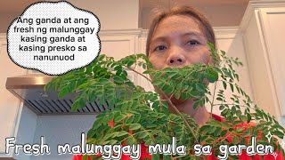 Fresh Malunggay Galing sa Aking Tanim JonalynMontoya [upl. by Dnalevets479]