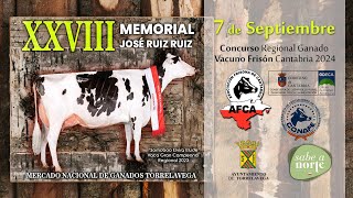 CONCURSO REGIONAL DE GANADO VACUNO FRISÓN CANTABRIA 2024 VACAS [upl. by Merriott]