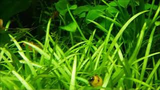 Tanaman Karpet Sagittaria Aquascape P2 [upl. by Brear]