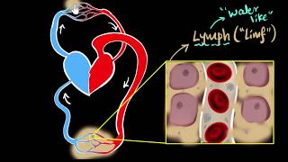 Lymph lymph nodes amp lymphatic system  Life processes  Biology  Khan Academy [upl. by Linda]