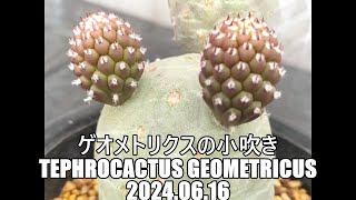 ゲオメトリクスの小吹き Tephrocactus geometricus 2024 06 16 [upl. by Giff]