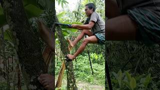 Easy way to climb trees campingsurvival bushcraft outdoors lifehack sentohub [upl. by Cecile]