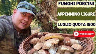 Funghi Porcini 2024  Appennino Ligure luglio quota 1500 [upl. by Enelia]