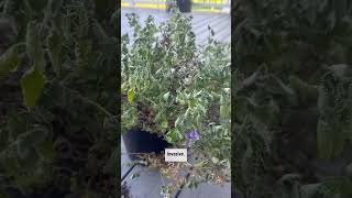 All about catmint Plant  Must and should to plant in vegetable garden [upl. by Nivej]