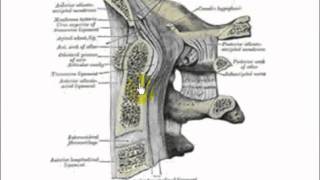 atlanto occipital joint 1 [upl. by Liza254]