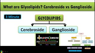 What are Glycolipids Difference between Cerebroside and Ganglioside  Lipids Part 5 [upl. by Enelehs731]