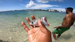 Barracuda ATTACK on the beach Shorts [upl. by Fenwick809]