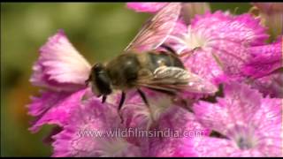 Bee hovering around the flowers [upl. by Hurlee]