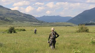 Fly Fishing for cutthroat trout  Yellowstone National Park 2023 [upl. by Vasily]