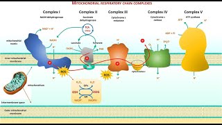 2 Cell biology  Electron Transport Chain ETC شرح بالعربي [upl. by Nnayrb72]