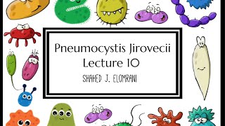 11 Pneumocystis Jirovecii [upl. by Coffee]