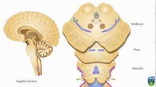 AXON Spinothalamic Pathway Pain amp Temperature From Foot 1 of 9 [upl. by Ailama]