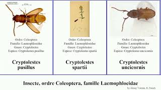 Insecte ordre Coleoptera famille Laemophloeidae cryptolestes laemophloeus pusillus alternans [upl. by Kruter]