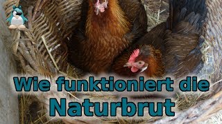 Naturbrut  wie funktioniert das Gluckende Hühner [upl. by Pavlov869]