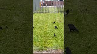 Crows and Jackdaws feeding [upl. by Catima]