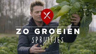 Hoe groeien spruitjes [upl. by Frolick]