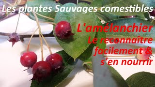 Les Plantes Sauvages Comestibles  Reconnaître facilement LAmélanchier [upl. by Anned]